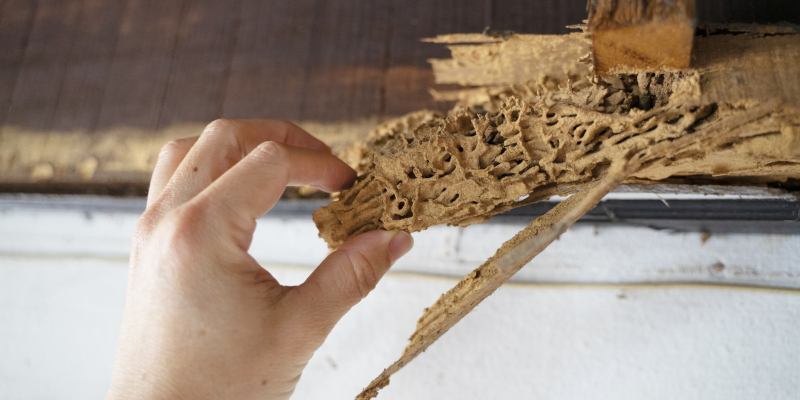 Termite Removal in Katy, Texas