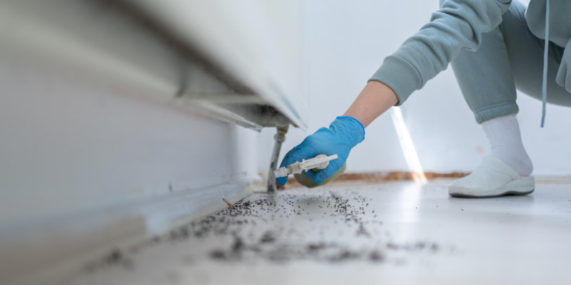 Pest Inspection in Splendora, Texas