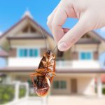 German Cockroach Control