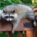 Raccoon Control