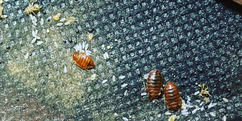 Bed Bug Removal in Channelview, Texas