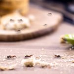 Ant Control