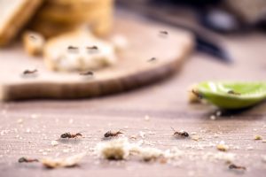 Ant Control