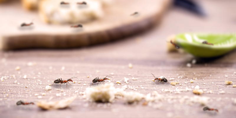 Do You Need an Exterminator?