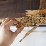 Termite