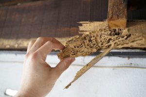 Termite
