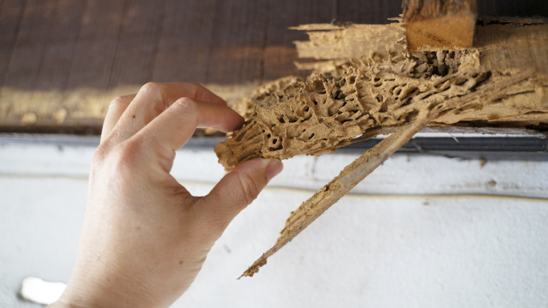 Termite Removal in Crosby, Texas