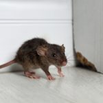 Rodent Control