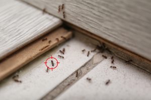 Five Reasons to Call Pest Control