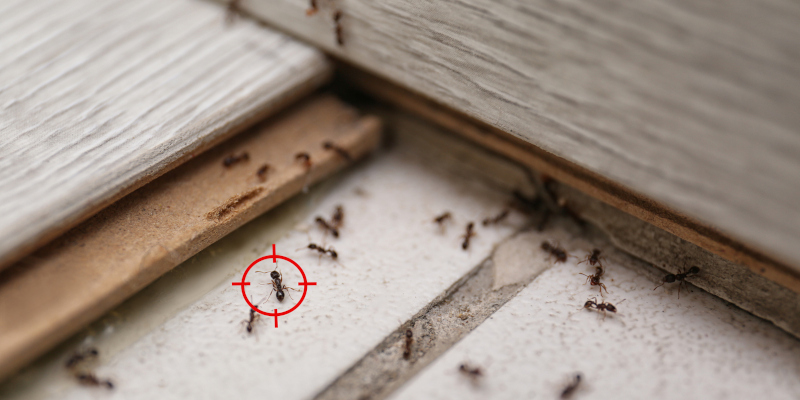 Five Reasons to Call Pest Control