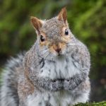 Squirrel Removal: What to do if You Have a Squirrel in the House