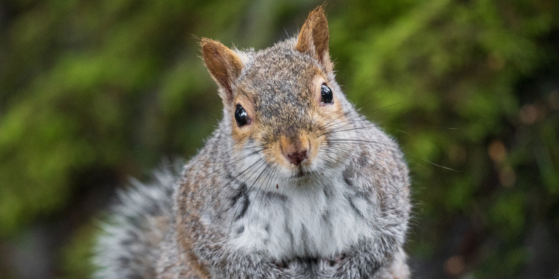 Squirrel Removal: What to do if You Have a Squirrel in the House