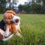 Four Reasons to Invest in Flea Control Services