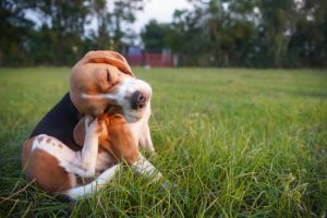 Four Reasons to Invest in Flea Control Services