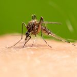 Mosquito Removal