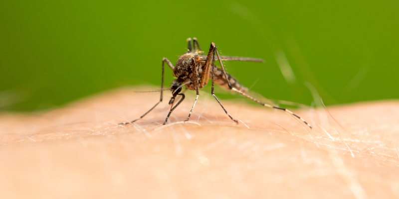 Mosquito Removal in Crosby, Texas
