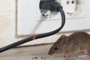 Four Common Signs You Need Mice Control
