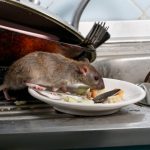 Mice Control
