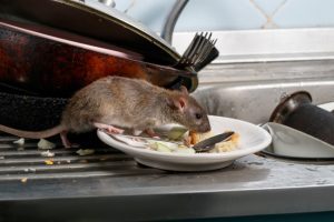 Mice Control