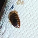 Stink Bug Control