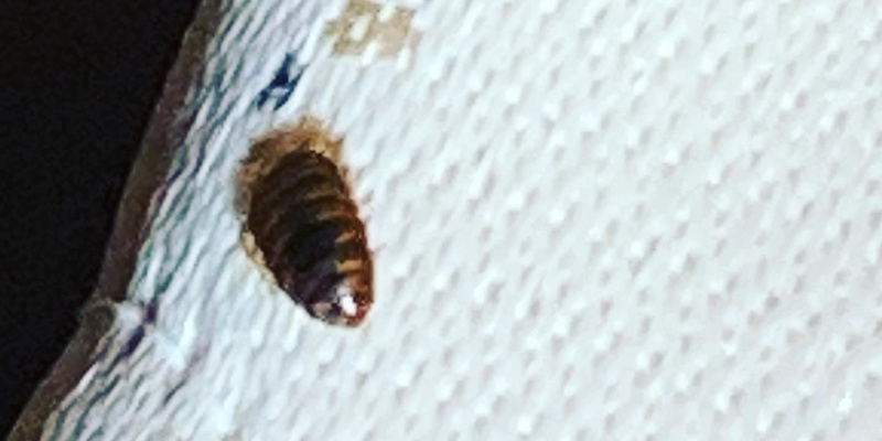 Bed Bug Control in Humble, Texas