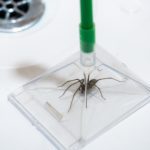 Spider Removal