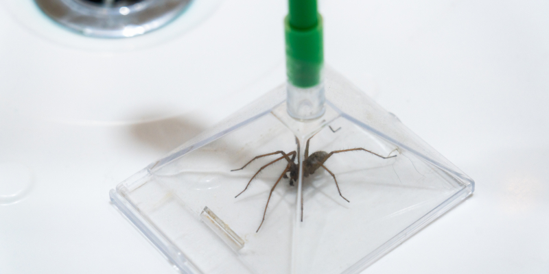 Spider Removal in Channelview, Texas