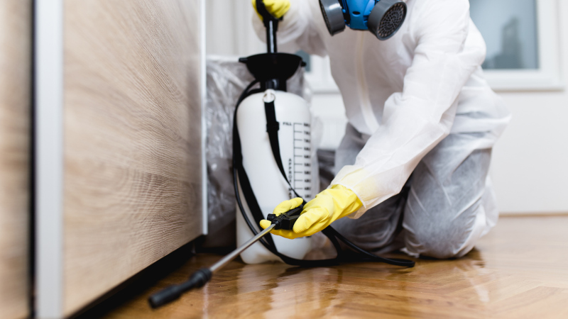 3 Reasons to Use Professional Cockroach Control Services