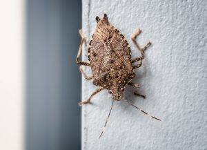 Do You Need Stink Bug Removal Services?