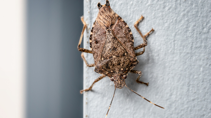 Do You Need Stink Bug Removal Services? 