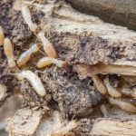 Signs You Need Termite Control Services