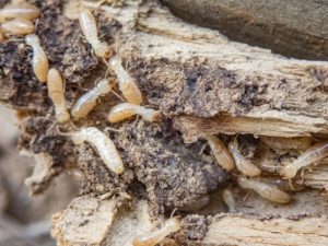 Signs You Need Termite Control Services