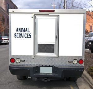 Occasions When You Should Call Animal Control