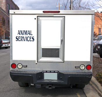 Occasions When You Should Call Animal Control