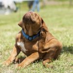 Benefits of Professional Flea Control Services