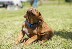 Benefits of Professional Flea Control Services