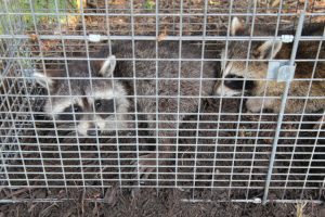 Why You Should Leave Raccoon Removal to the Experts