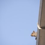 Signs You Need Squirrel Removal Services