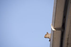 Signs You Need Squirrel Removal Services