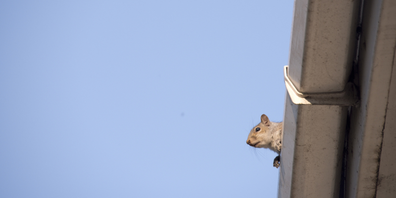 Signs You Need Squirrel Removal Services