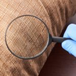 Why Regular Pest Inspection Services Are Necessary