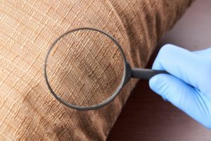 Why Regular Pest Inspection Services Are Necessary
