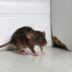 Three Problems That Come With Ignoring the Need for Rodent Control Services