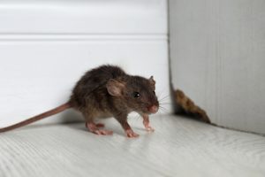Three Problems That Come With Ignoring the Need for Rodent Control Services