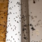 Ant Removal