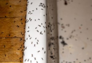Ant Removal