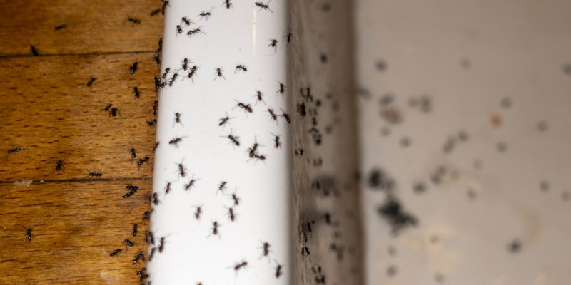 Is Ant Control Really Necessary?