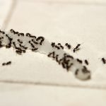 Top Reasons to Skip DIY Pest Control Methods