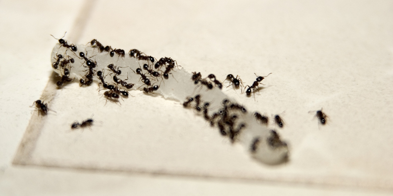 Top Reasons to Skip DIY Pest Control Methods
