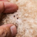 Three Flea Control Tips to Help You Avoid Infestation